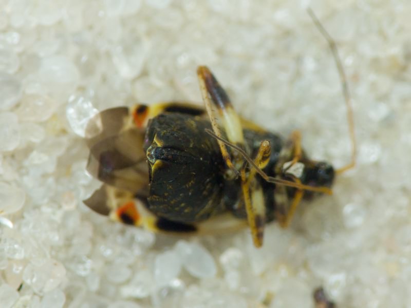 Polymerus unifasciatus (Fabricius, 1794)